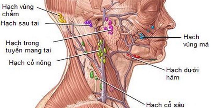 Где находятся лимфоузлы возле уха фото