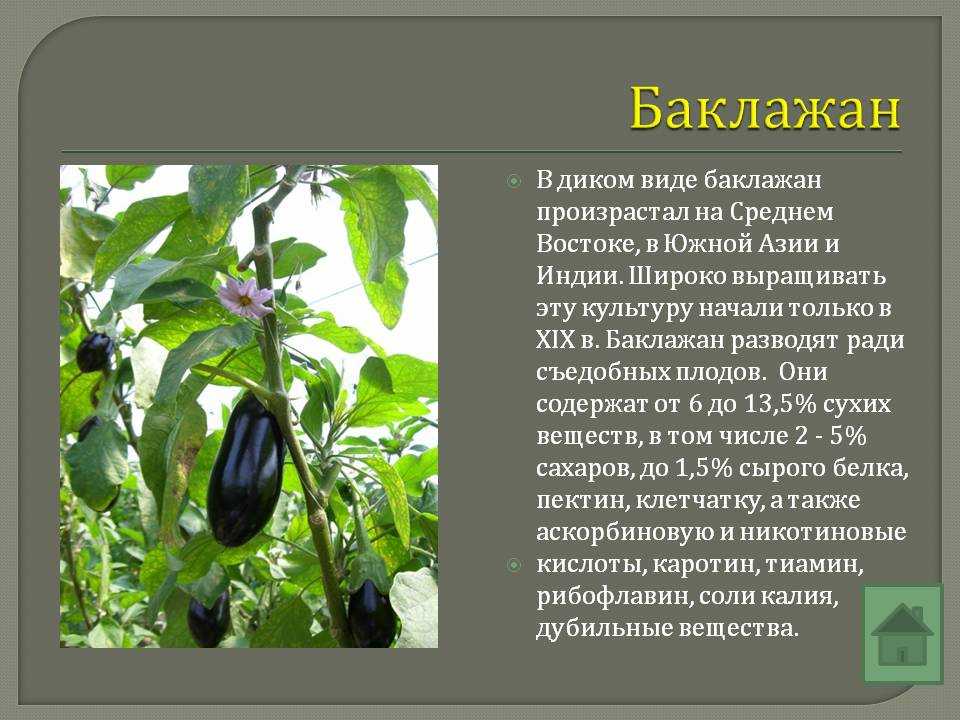 Проект по биологии семейство пасленовые