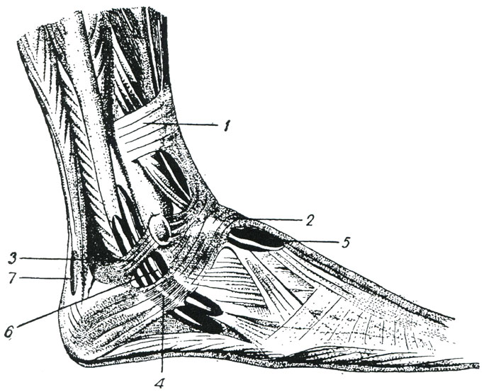 Связки стопы. Синовиальные влагалища сухожилий малоберцовых мышц. Фасции голеностопного сустава анатомия. Верхний удерживатель сухожилий малоберцовых. Апоневроз голеностопного сустава.