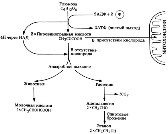 Анаэробное дыхание схема