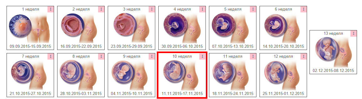 Рассчитать эмбриональный срок. Беременность по неделям. Срок беременности в неделях. Сроки беременности по неделям. Сроки беременности в картинках.