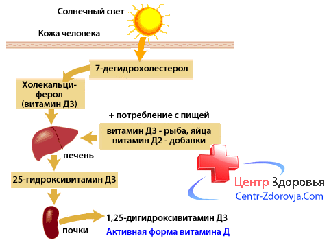 На что влияет д3. Витамин д синтезируется в организме. Как происходит Синтез витамина д. Схема синтеза витамина д в организме человека. Схема синтеза витамина д3.