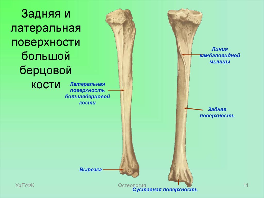 Малая берцовая кость где находится фото