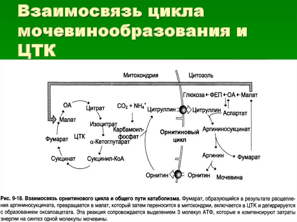 Синтез белка в митохондриях