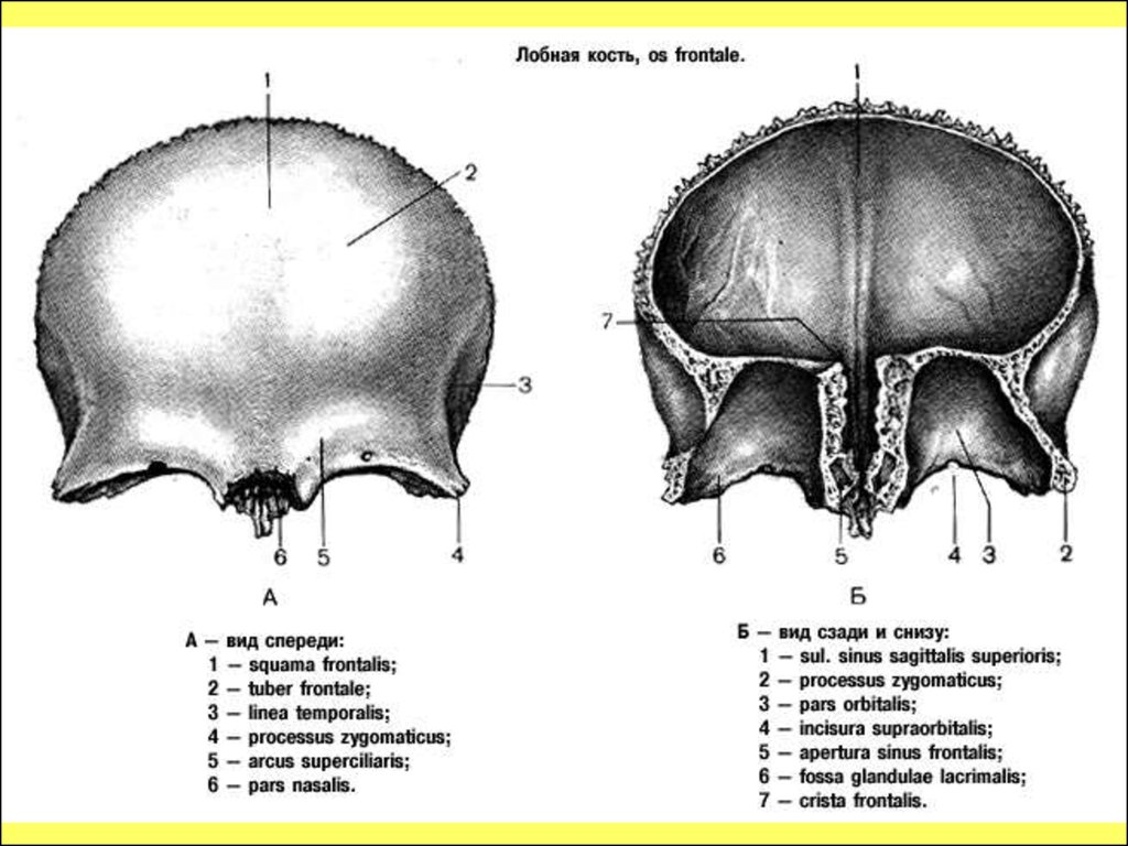 Лобные латынь. Анатомия лобной кости черепа. Лобная кость черепа строение. Строение лобной кости анатомия. Лобная кость анатомия строение на черепе.
