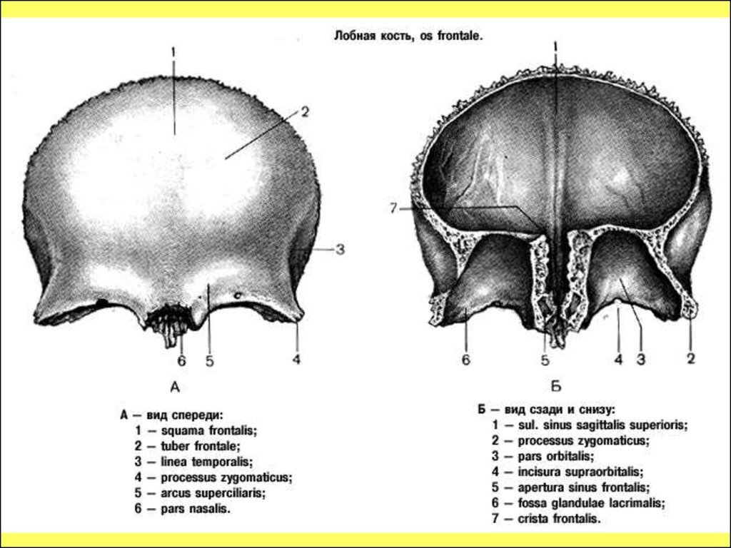 Лобная кость черепа. Лобная кость вид снаружи и внутри. Лобная кость вид снизу и изнутри. Лобная кость os frontale. Строение лобной кости анатомия.