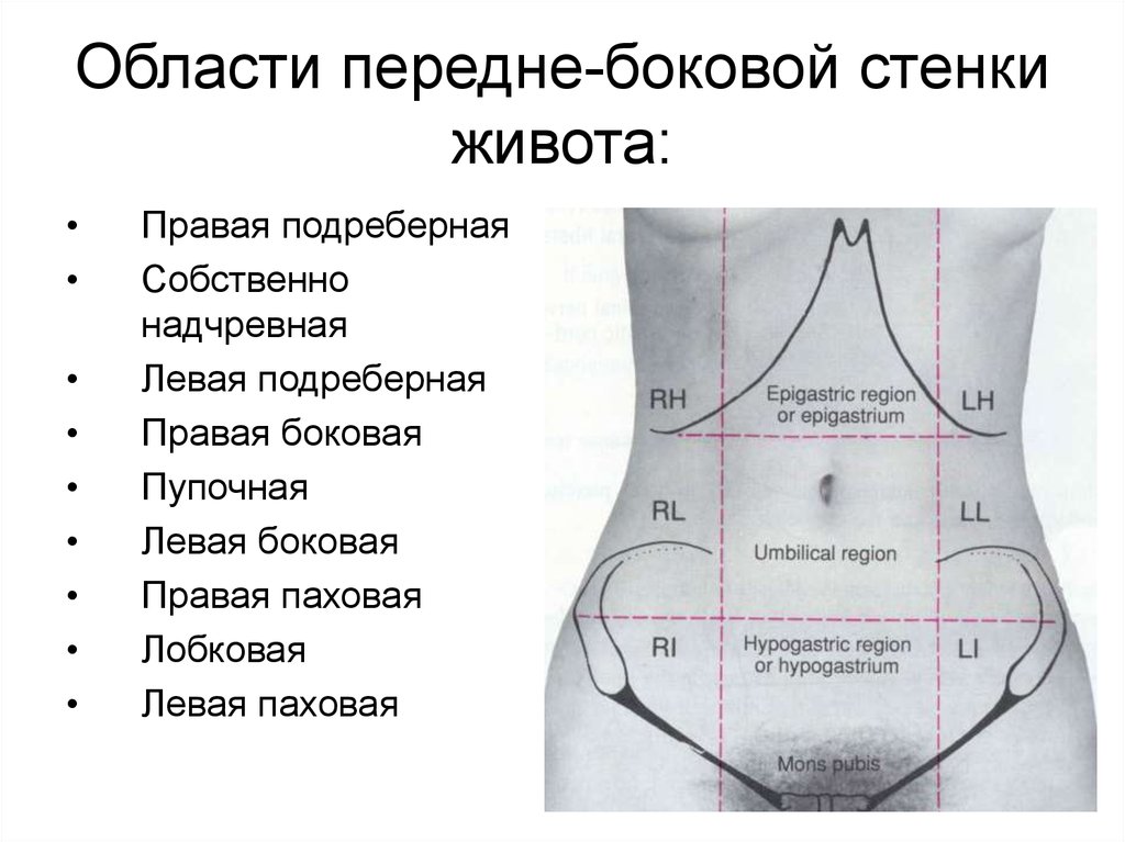 Зона эпигастрия где это фото