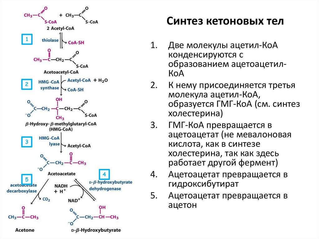 Катаболизм энергетических субстратов общая схема