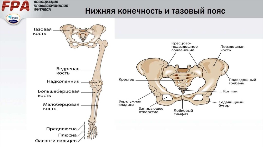 Скелет нижних конечностей человека схема