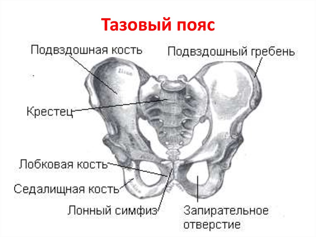 Нижняя подвздошная кость