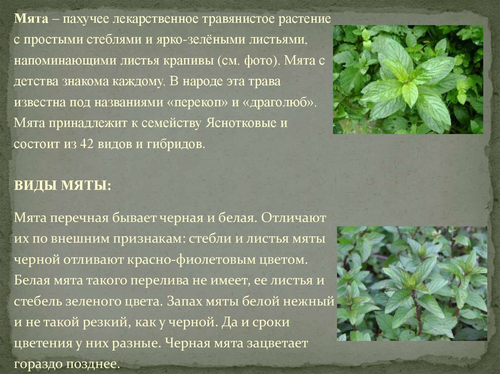 Мята перечная фото и описание растения разновидности с фото и названиями и описанием
