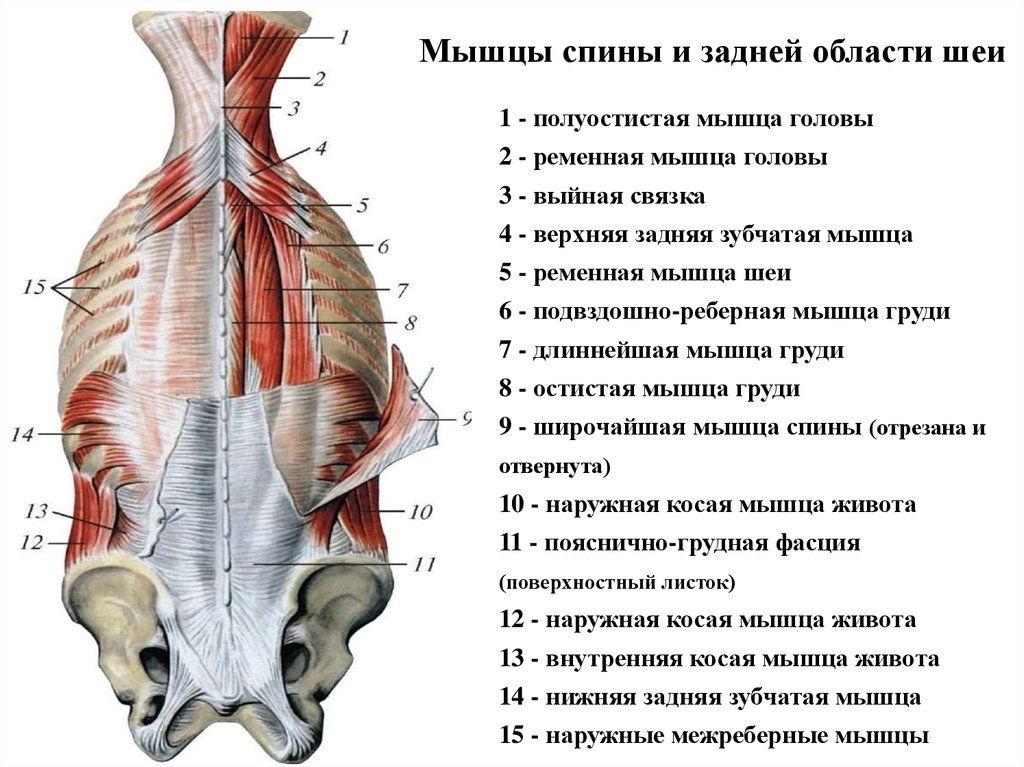 Мышцы поясницы анатомия картинки