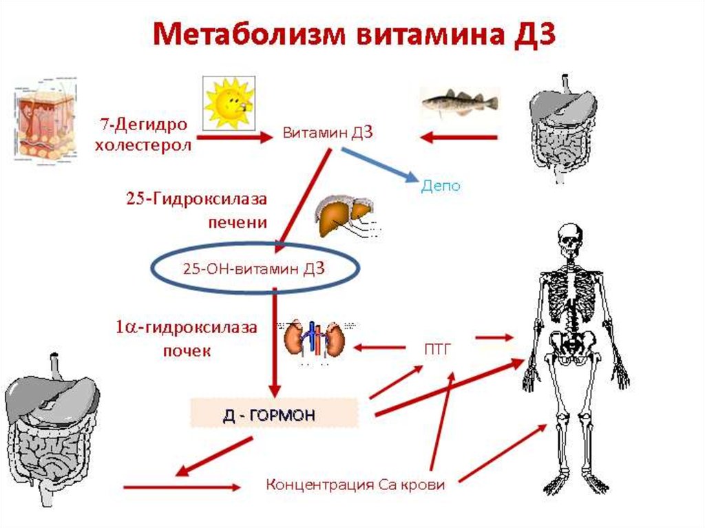 Обмен витамина д в организме схема