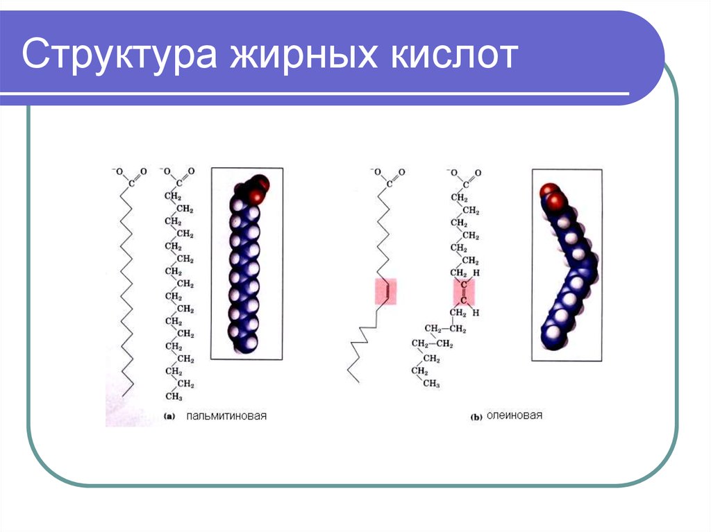 Жирные кислоты рисунок - 92 фото