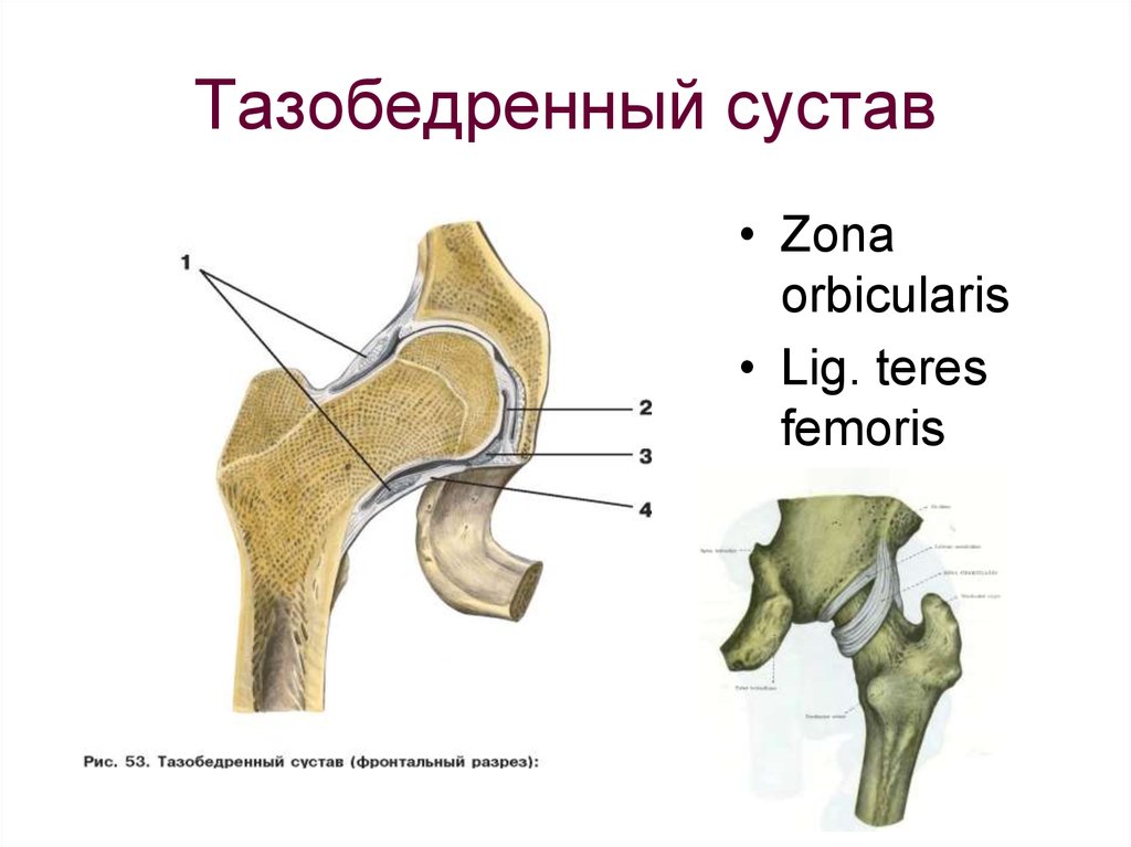 Бедренная кость тип соединения костей. Тазобедренный сустав топографическая анатомия. Круговая зона тазобедренного сустава. Zona orbicularis тазобедренного сустава. Внутрисуставные связки тазобедренного сустава.