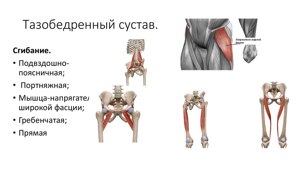 Как разработать тазобедренный сустав. Квадратная мышца бедра анатомия. Смещение тазобедренного сустава. Портняжная мышца фото.