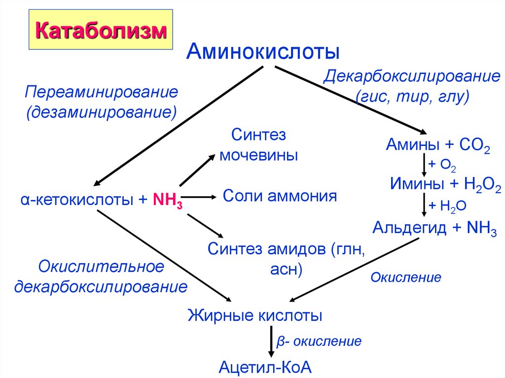 Схема общего пути катаболизма