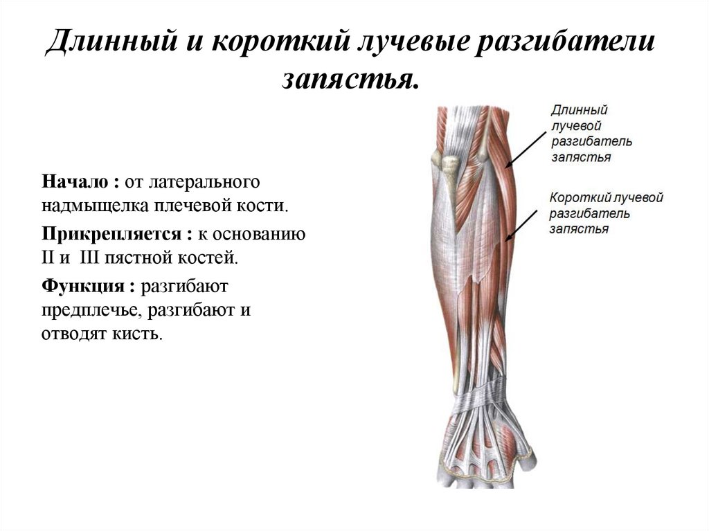 Передняя группа мышц предплечья. Длинный и короткий лучевой разгибатель запястья. Длинный лучевой разгибатель запястья функции. Короткий лучевой разгибатель запястья функции. Длинный лучевой разгибатель запястья мышца.