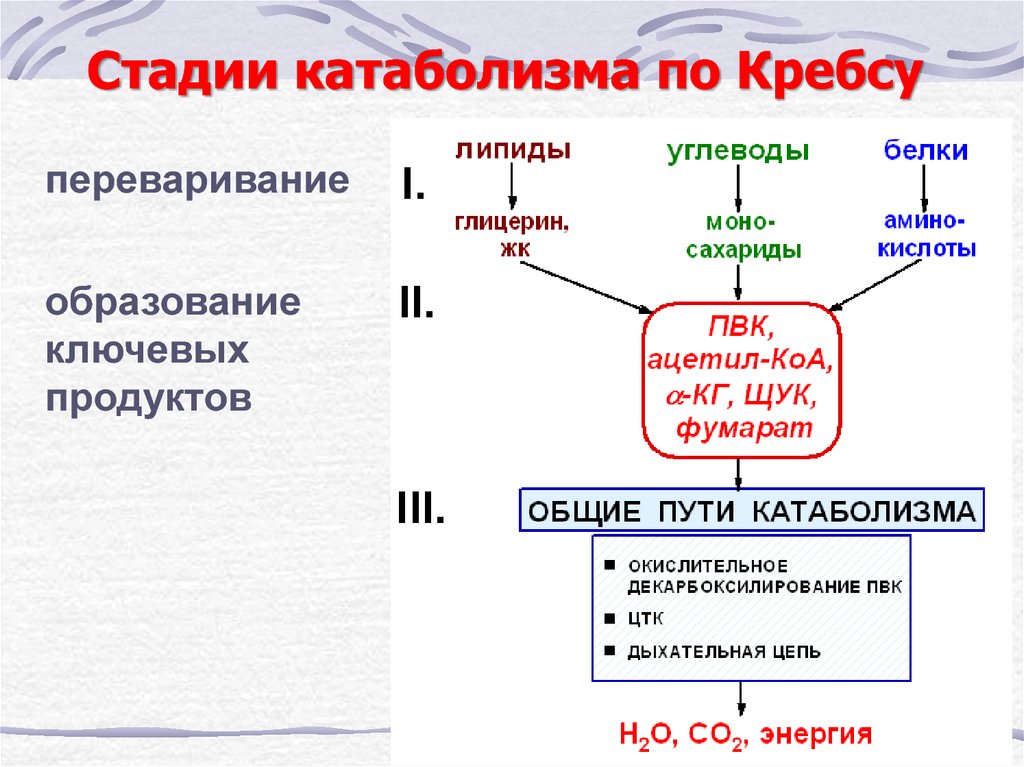 Освобождение энергии атф. Основные этапы катаболизма веществ. Этапы катаболизма биохимия. Этапы энергетического обмена цикл Кребса. Этапы общего пути катаболизма.