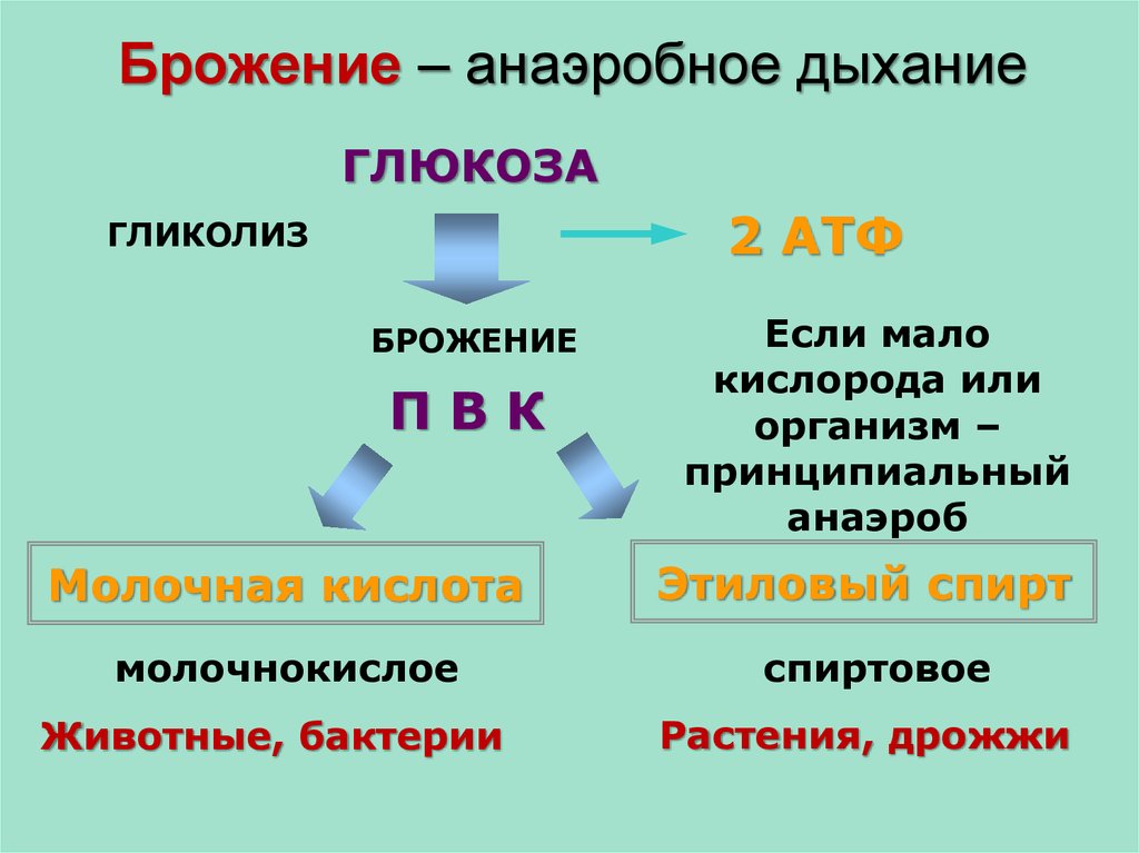 Презентация по теме энергетический обмен