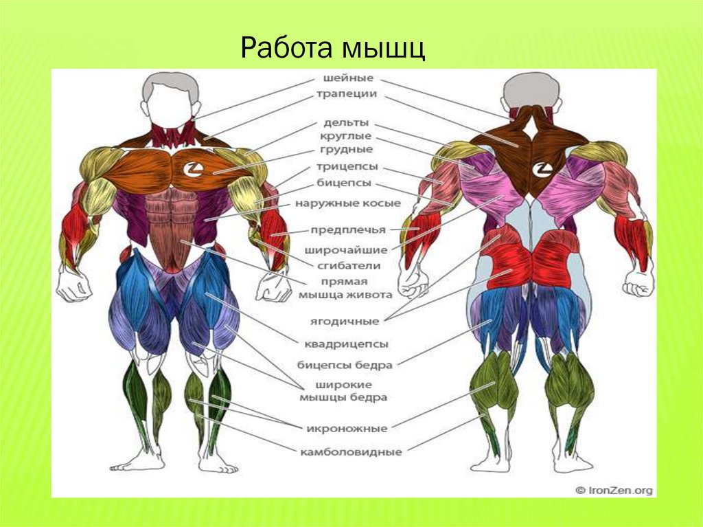 Мышцы картинки с подписями