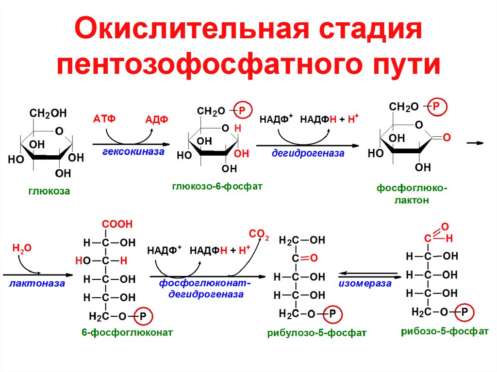 Схема восстановления фруктозы