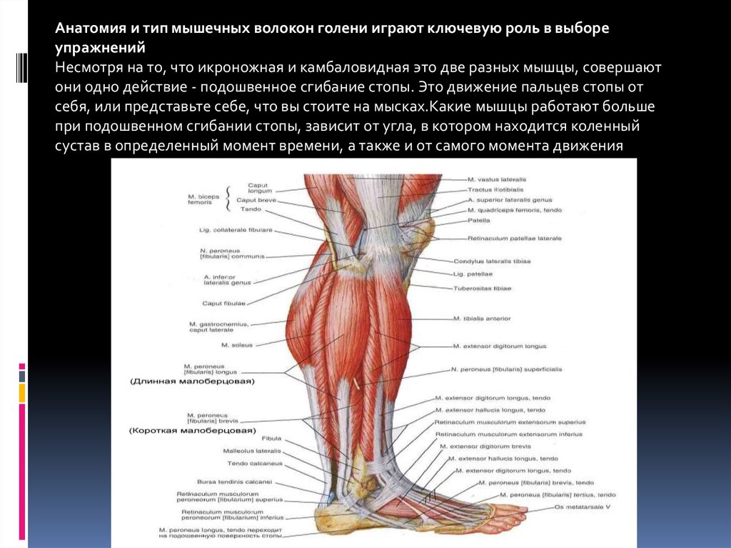 Икроножный сустав. Камбаловидная мышца мышцы голени. Медиальная головка икроножной мышцы.