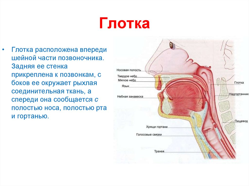 Гортань и пищевод схема