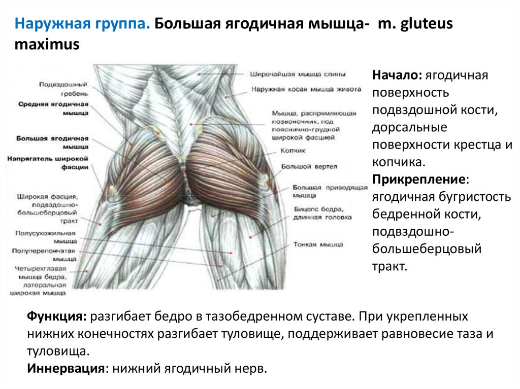 Ягодичные мышцы анатомия строение картинки на русском