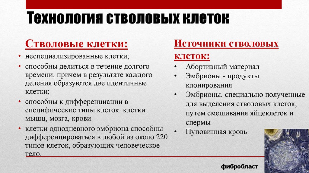 Стволовые клетки и их применение в медицине презентация