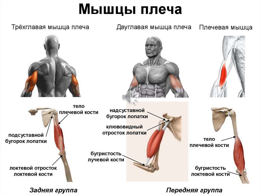 Плечи какие мышцы. Мышцы плеча передняя группа анатомия. Упражнения на мышечные зоны: плечо спереди. Трёхглавая мышца плеча и бицепса. Дельтовидная и двуглавая мышцы плеча.