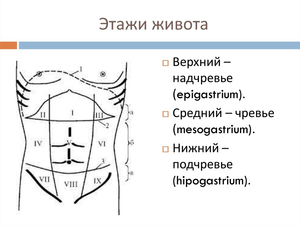 Деление брюшной полости на этажи схема. Топографические линии живота схема.