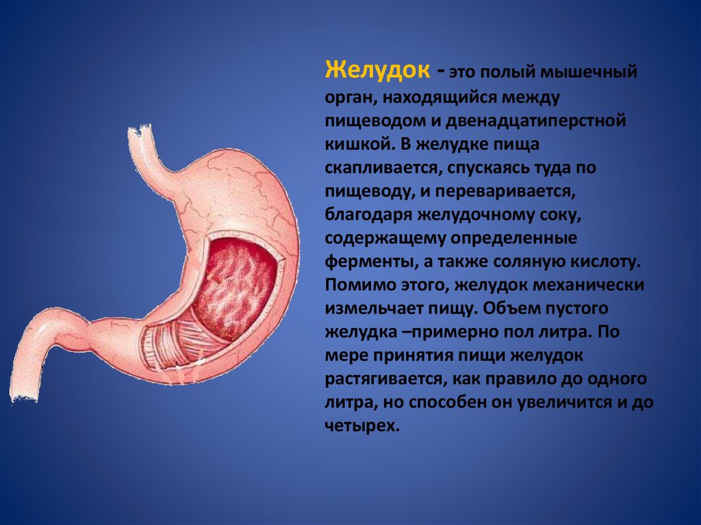 Презентация на тему желудок