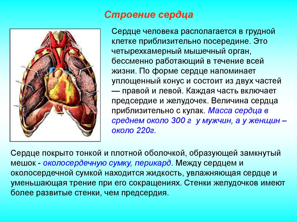 Презентация про сердце 3 класс