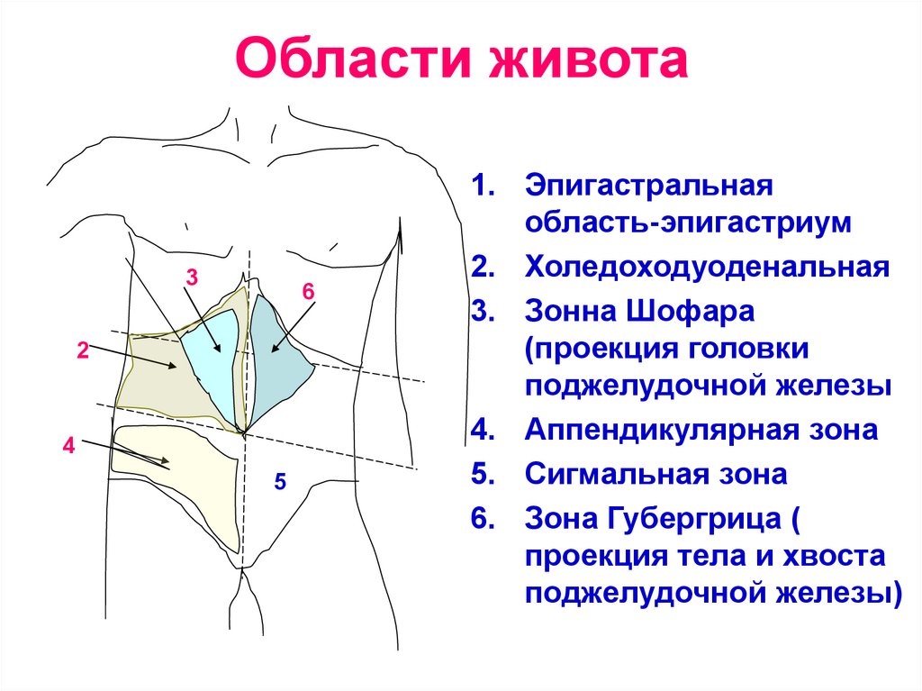 Где находится подложечная область желудка на фото