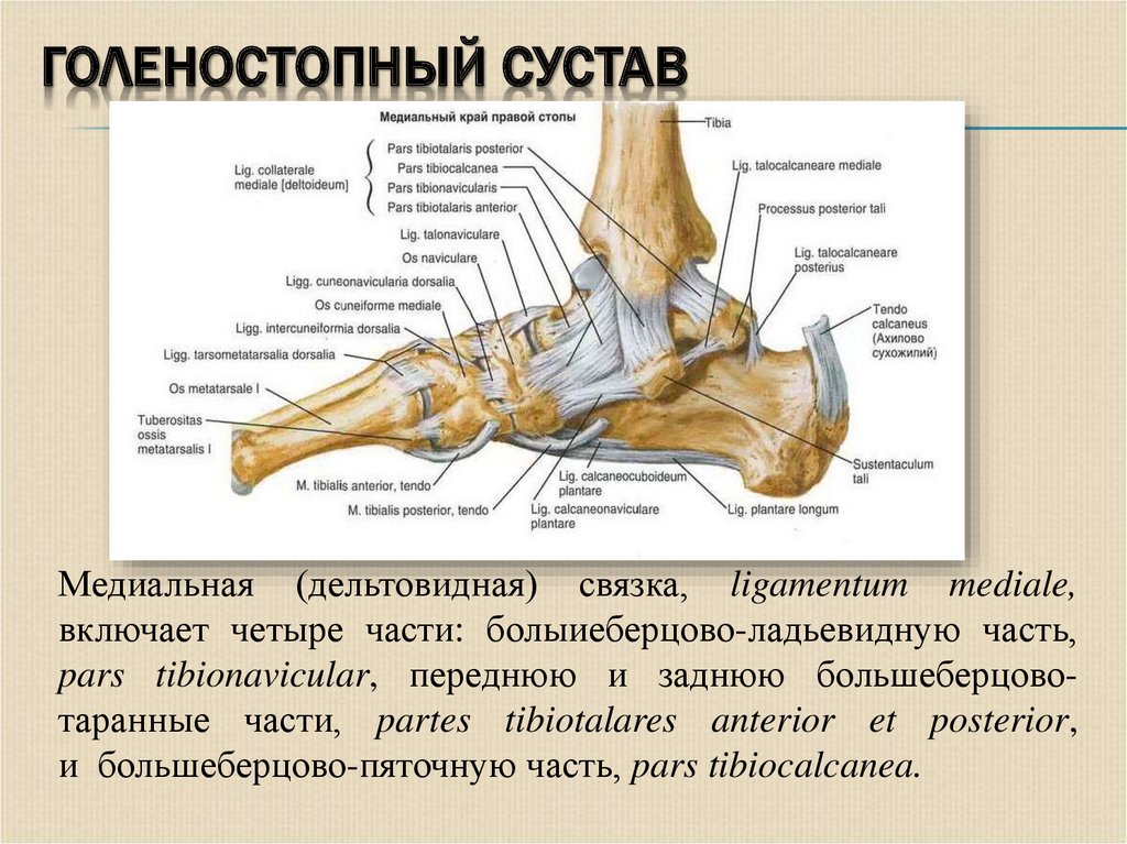 Связки голеностопного сустава анатомия фото