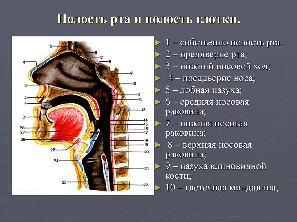 Схема носоглотки человека