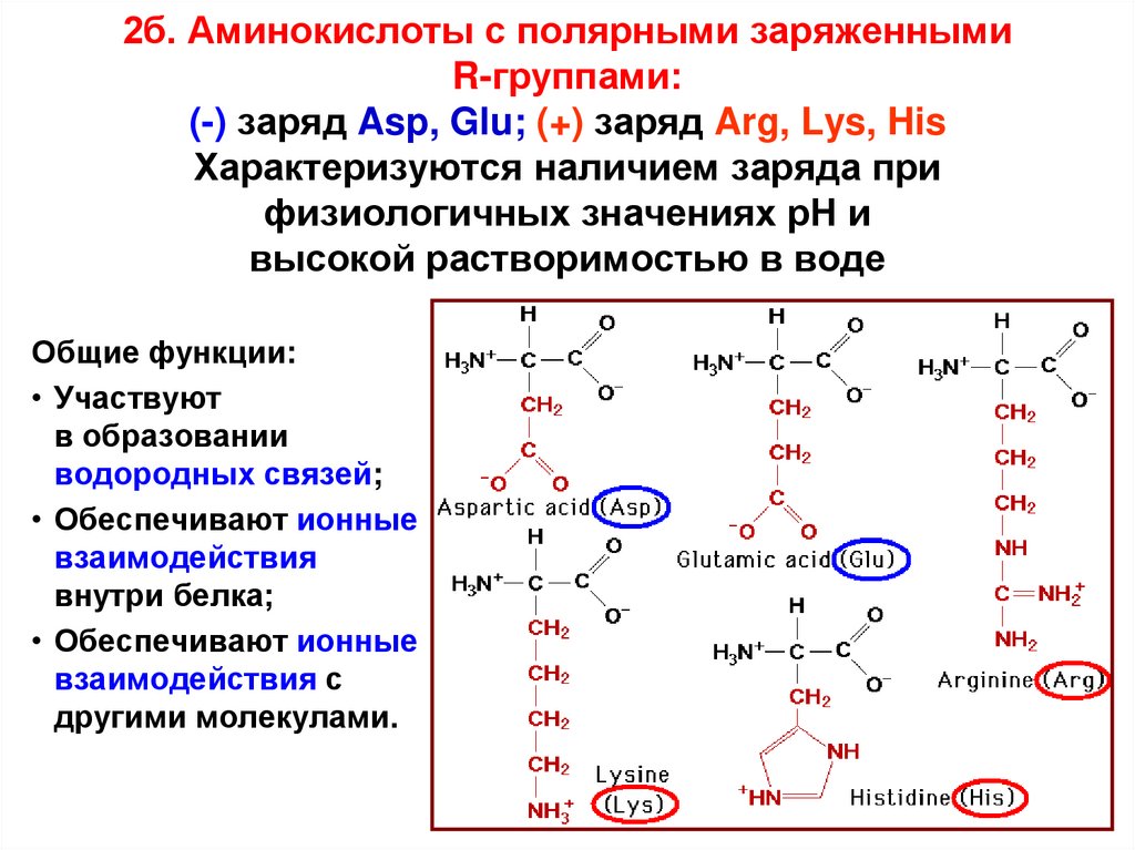 Какие аминокислоты в коллагене. Аминокислоты. Полярные заряженные аминокислоты. R группы аминокислот. Glu аминокислота.