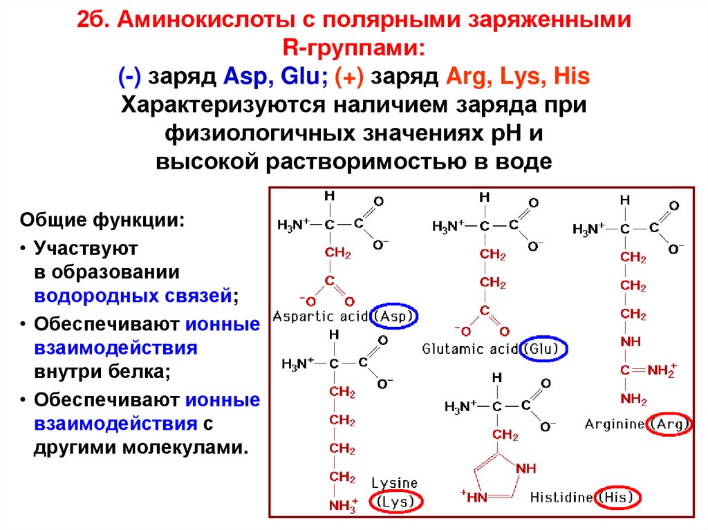 Происхождение аминокислот. Аминокислоты. Полярные заряженные аминокислоты. R группы аминокислот. Glu аминокислота.