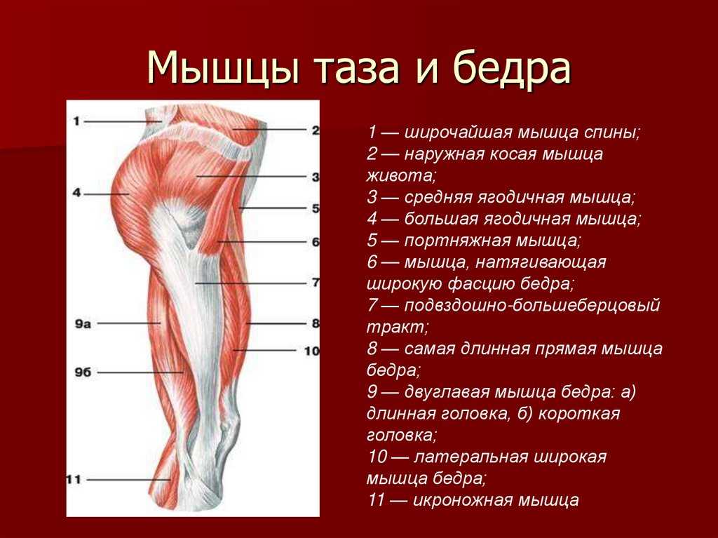 Мышцы ягодичные строение фото