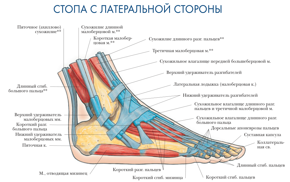 Строение лодыжки человека фото с описанием костей и органов