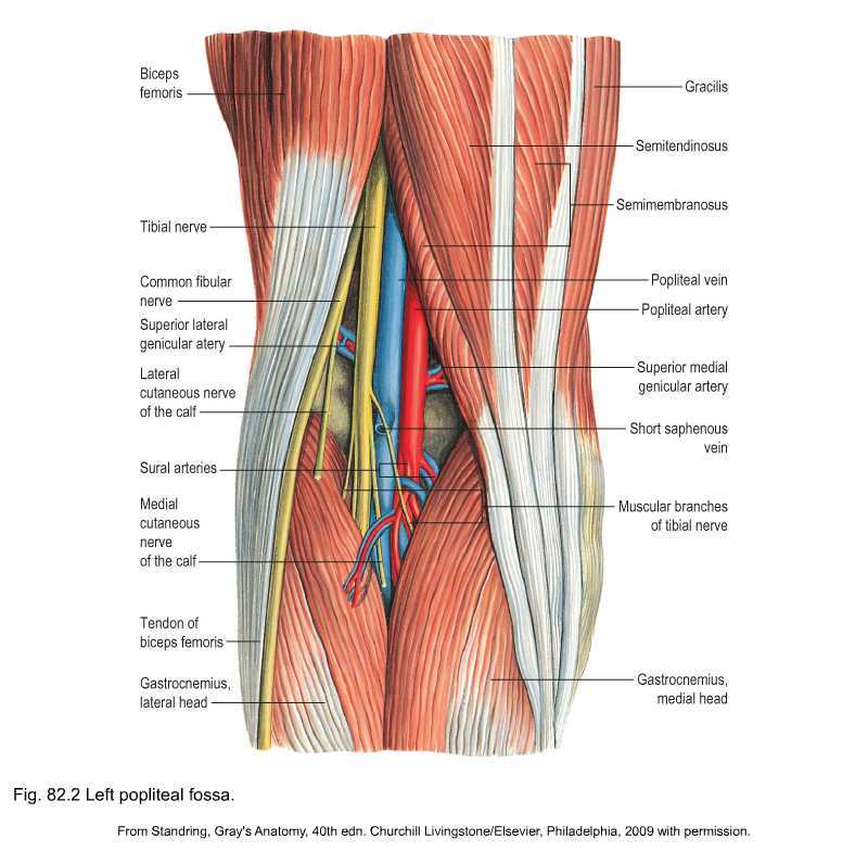 Подколенная область топографическая анатомия. Топография подколенной ямки топографическая анатомия. Мышцы коленного сустава топографическая анатомия. Сосуды подколенной ямки анатомия. Топографическая анатомия сухожилий