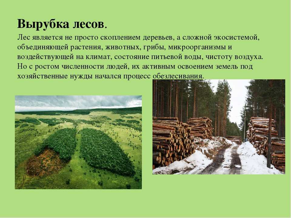 Лесная влияние на окружающую среду. Вырубка леса. Последствия вырубки лесов. Вырубка лесов экологическая проблема. Вырубка леса презентация.