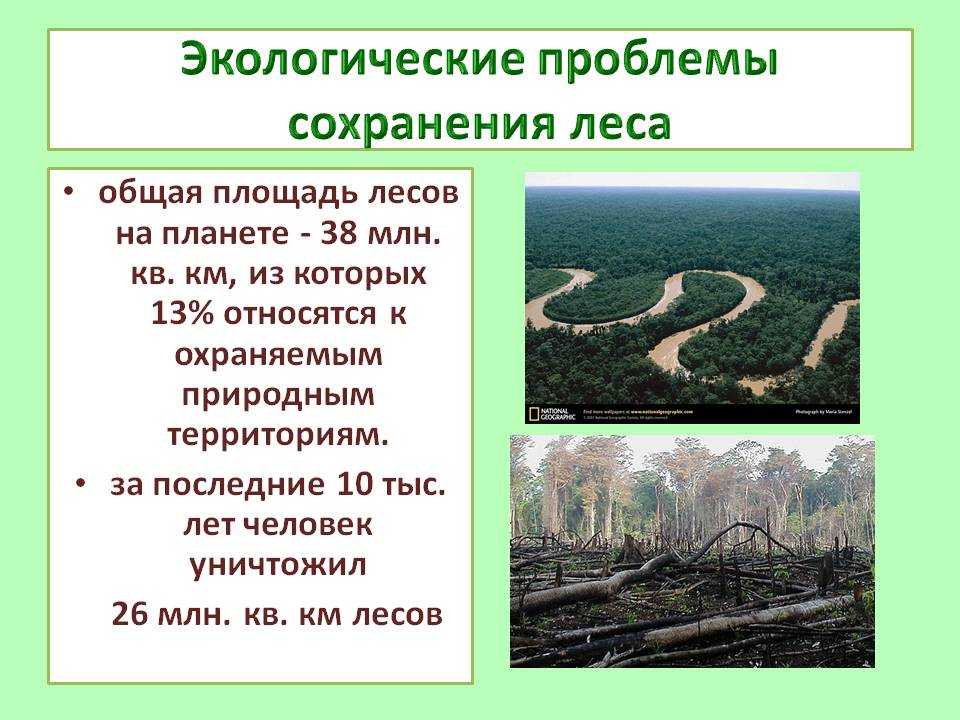 Проблема сохранения природных. Проблемы сохранения лесов. Экологические проблемы леса. Экологические проблемы в лесу. Экологические проблемы и охрана лесов.