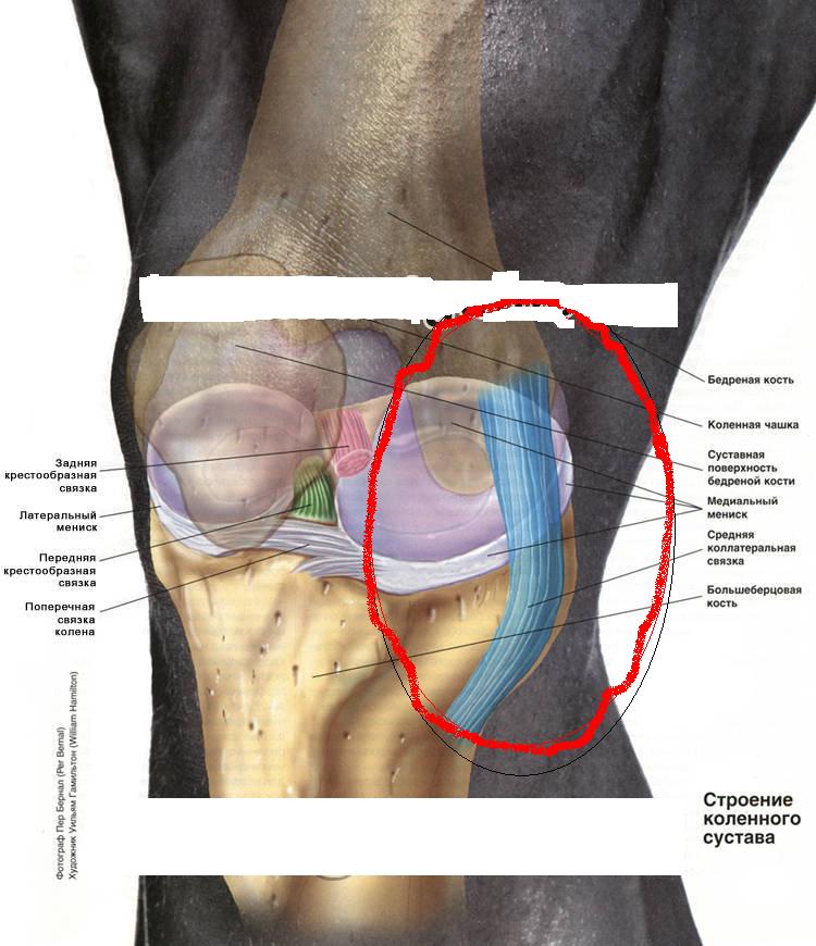Строение коленного сустава и связок человека фото с названиями у женщин