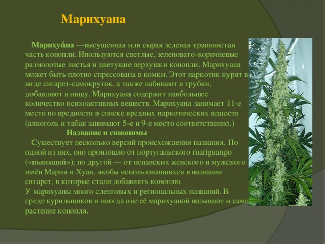 Марихуана презентация купить семена канабиса в казахстане