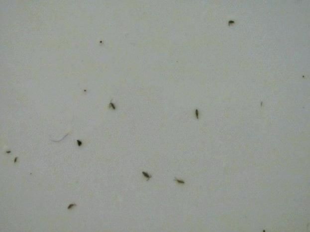 В курятнике завелись мелкие насекомые что делать фото