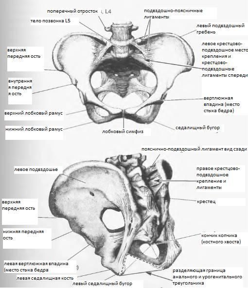 Кости таза анатомия в картинках крупные картинки на русском языке