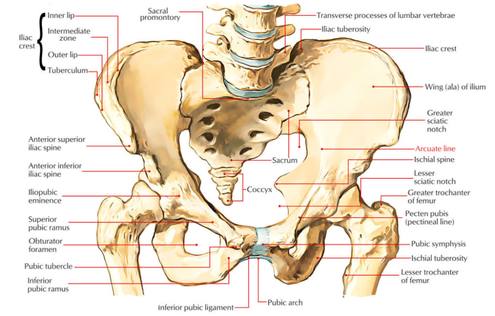 Область подвздошной кости. Подвздошная кость (os Ilium). Os Coxae pelvis. Os Ilium анатомия. Тазовая кость (os Coxae).