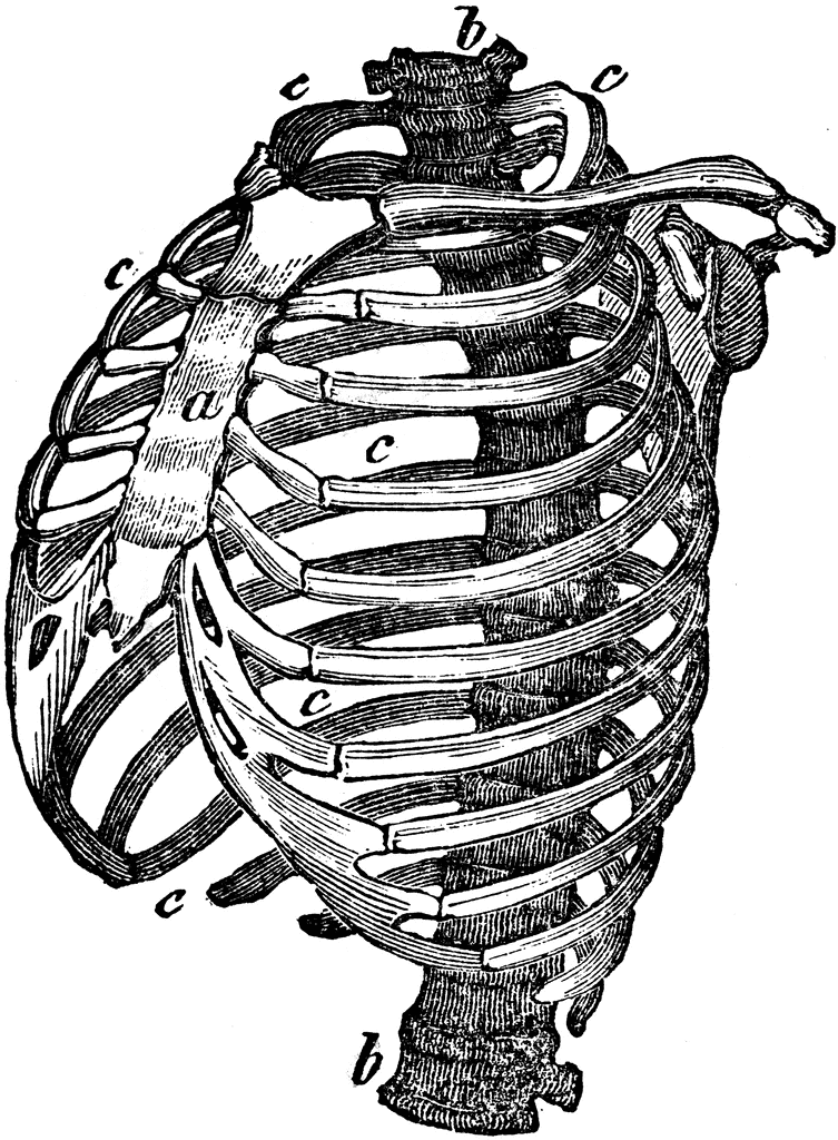 Грудная клетка эскиз